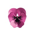 Große rosa Stiefmütterchen-Anstecknadel aus der Plantis Orska Schmuckkollektion