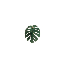Grüne Stecknadel Monstera perforata aus der Plantis Kollektion