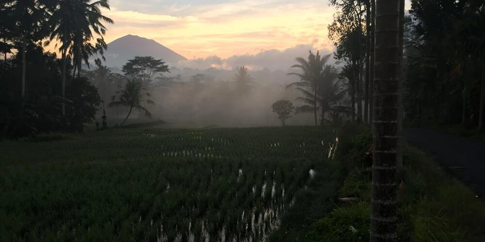 Reis auf Bali